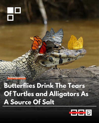 turtles.png