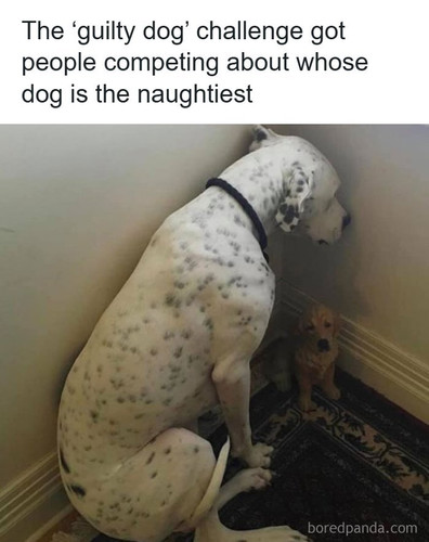 guilty dogs.jpg