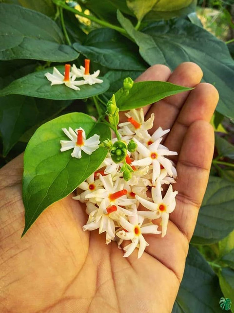 13 shiuli seed jkfarm original imah5zscqfwqe6kd.jpg