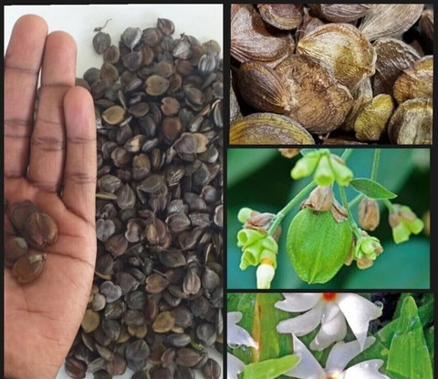 19 shiuli seed jkfarm original imah5r2kerpkvhwe.jpg