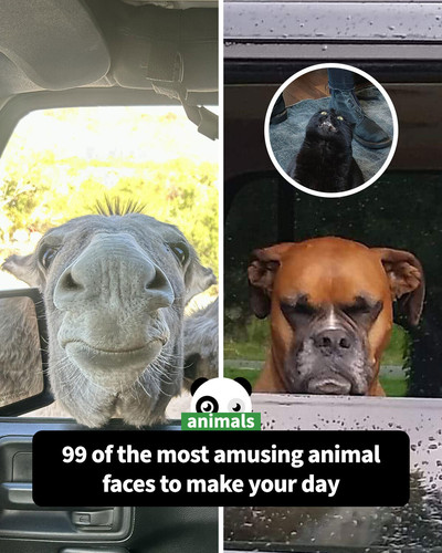 funny animal faces pictures sharing.jpg