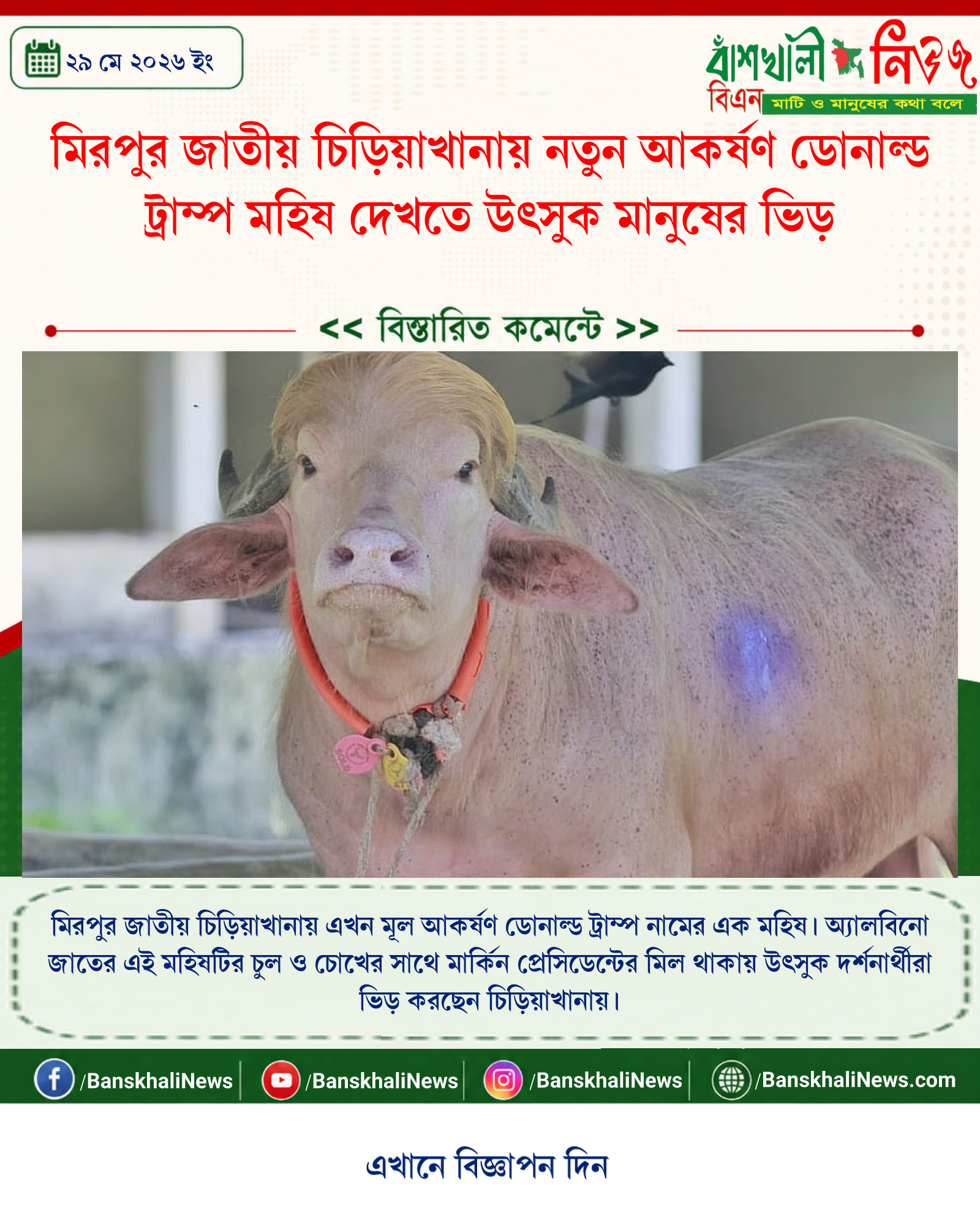 মিরপুর জাতীয় চিড়িয়াখানায় নতুন আকর্ষণ ডোনাল্ড ট্রাম্প মহিষ দেখতে উৎসুক মানুষের ভিড়