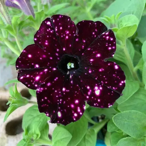 the night sky petunia a real flower whose petals resemble v0 5bsqyppil9o51.webp