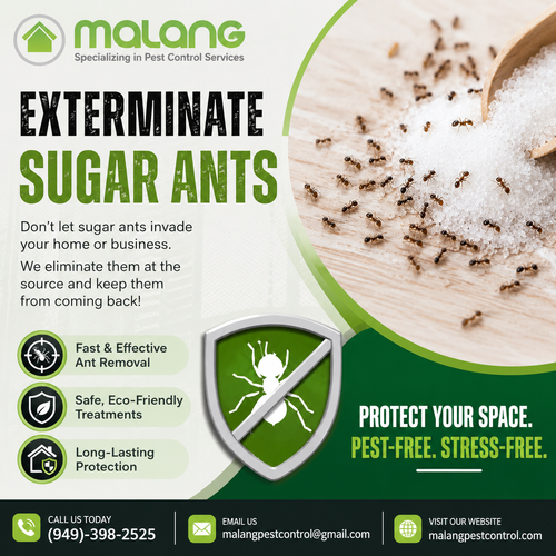 Exterminate Sugar Ants Fast with Malang Pest Control.png