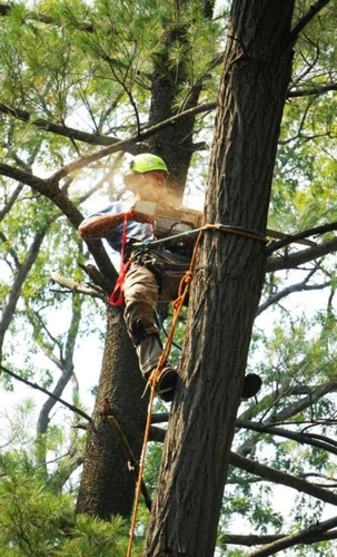 Arborist Kapiti Coast | Tree Removal Horowhenua | Tree Services Manawatu.jpg