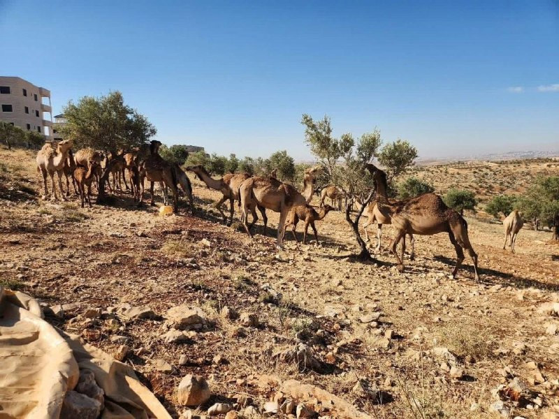 صورة الخبر