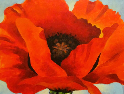 red poppy.jpg