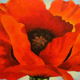red poppy
