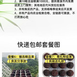 26yangmei daili.jpg