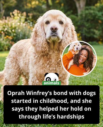 762. Oprah Winfrey Says Dogs ‘Allowed Me to Hold on' When ‘Everything Else Was Falling Apart'.png