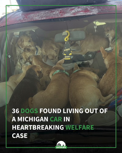 774. Capital Area Humane Society shares update after man found living with 36 dogs in his car.png