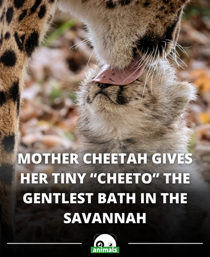 761. There’s something unbelievably wholesome about seeing a mother cheetah gently licking her tiny .png