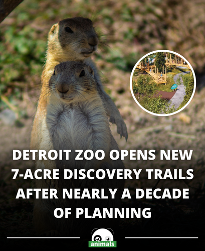 759. Detroit Zoo opens $49 million, 7 acre Erb Discovery Trails.png