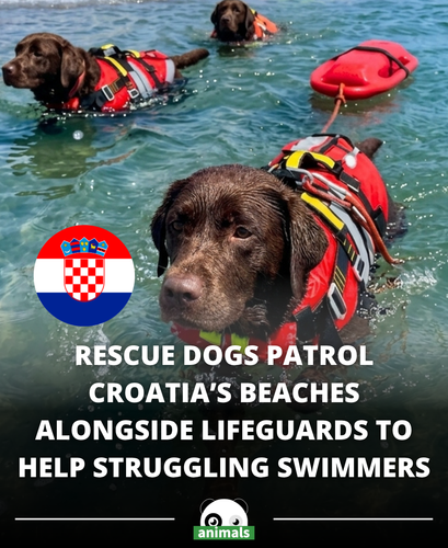 787. While most people relax at the beach, Croatia’s rescue dogs are actually on duty 🐶🌊.png