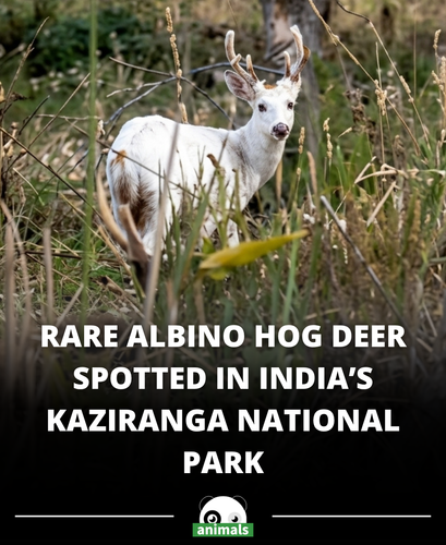 782. stunning visuals of an extraordinarily rare albino hog deer spotted in Kaziranga National Park.png