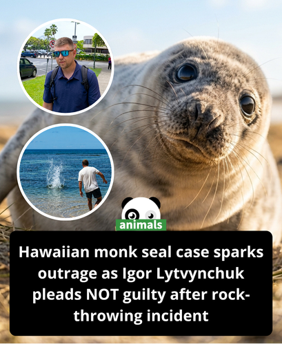 783. Man charged in monk seal attack pleads not guilty, ordered to stay away from Hawaii beaches, wi.png