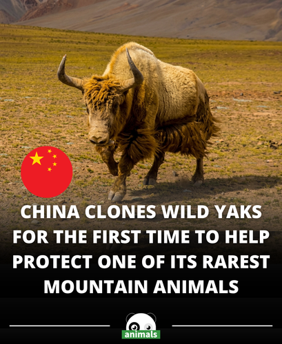 786. Biologists Clone Wild Yaks to Save Golden Subspecies Numbering Fewer Than 300 in First of its K.png