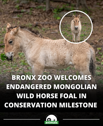 781. Conservationists celebrate birth of rare Mongolian wild horse 'This foal is wildlife conservati.png