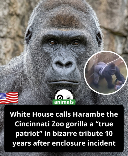 784. ‘True patriot’ White House pays bizarre tribute to Harambe 10 years after gorilla’s death.png