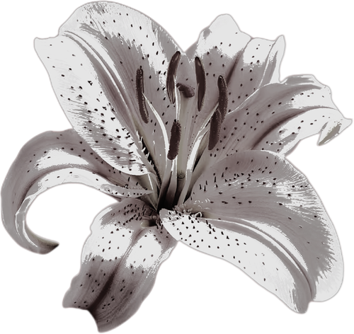 Image 1779882803312 582.png