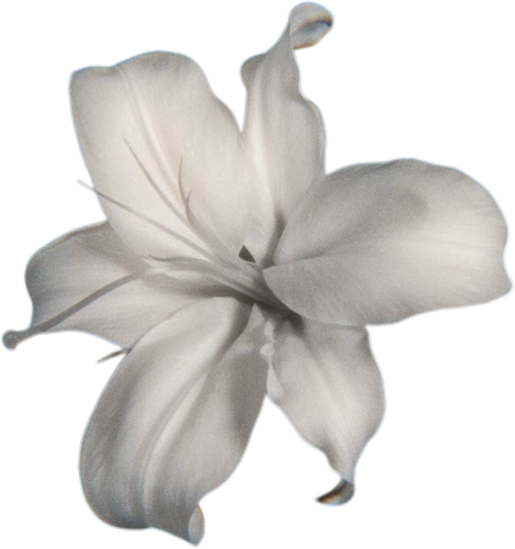 Image 1779880180251 887.png