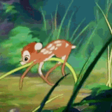 IMG 2508.gif