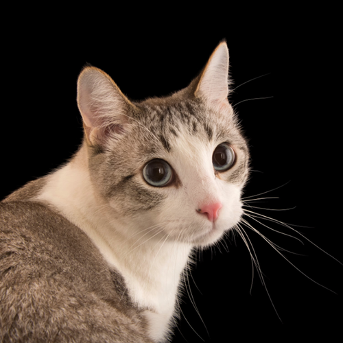 avatar cat.png