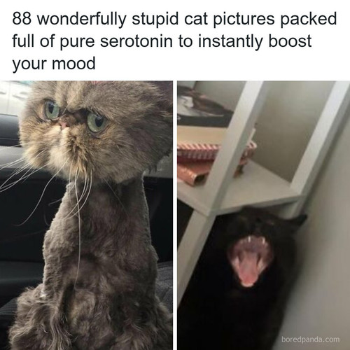 animals cats.jpg