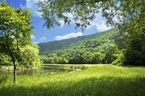 summer landscape with river.jpg