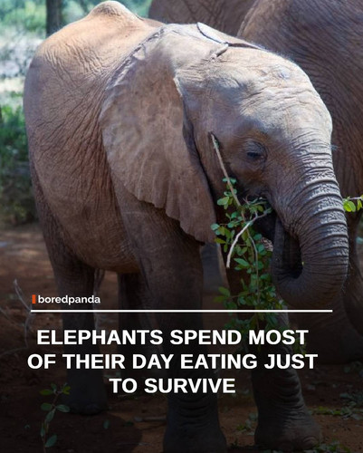 img facts (2).jpg