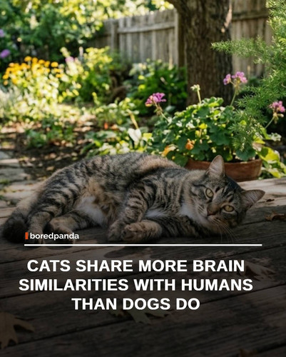 img facts (1).jpg