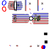 WWE Fluminense 2026 Home 2Ev2