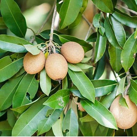 1 gardens chikoo chiku sapota gr.jpg