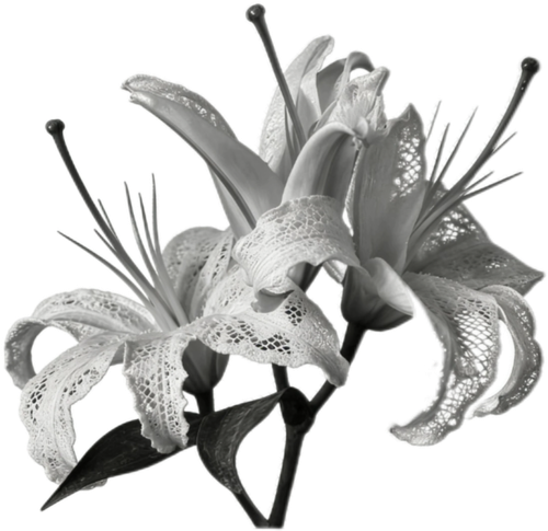 Image 1780253339585 548.png
