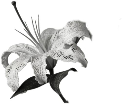 Image 1780253343885 86.png