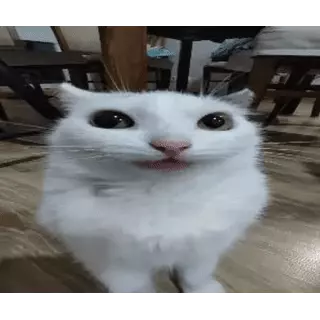 file.webp