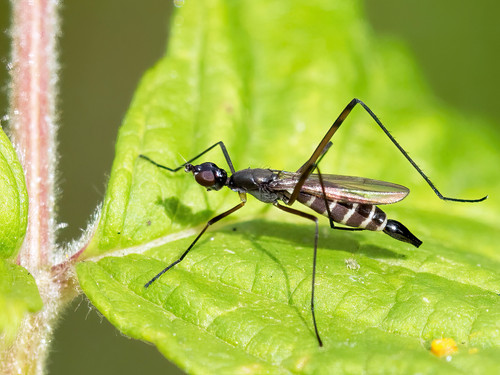 Micropeza cingulata O.jpg