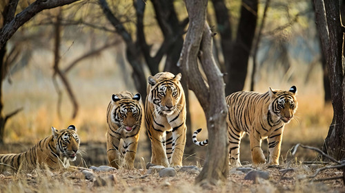 Ramgarh Vishdhari Tiger Reserve