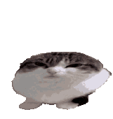EEE97250 83FB 4DDF BC33 AEC833908072.gif