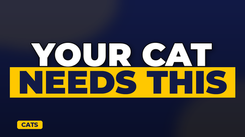 thumb cat insurance do you really need it landscape.png