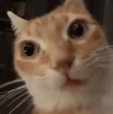 FromKlickpin com Upgradetheseviralmarketingideaideaseveryonewil ezgif.com resize.gif