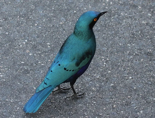 e495c6847262.png