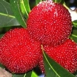 ingredient 071 300.jpg