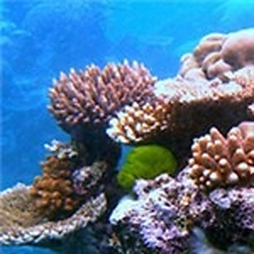 ingredient 442.jpg