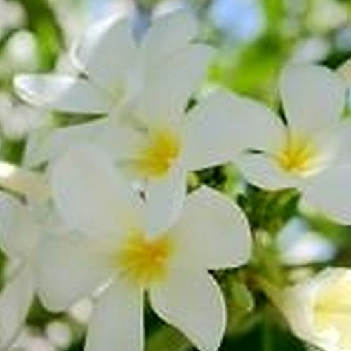 ingredient 614.jpg