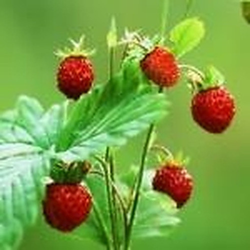 ingredient 094.jpg