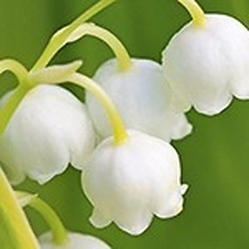 ingredient 105.jpg