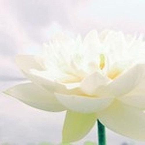ingredient 114.jpg