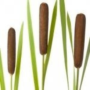 ingredient 243 300.jpg
