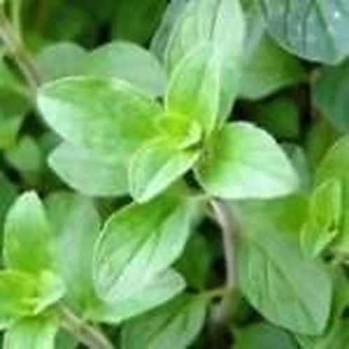 ingredient 247.jpg